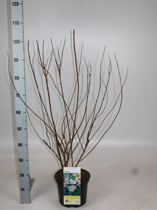 Deutzia scabra 'Plena', D 23