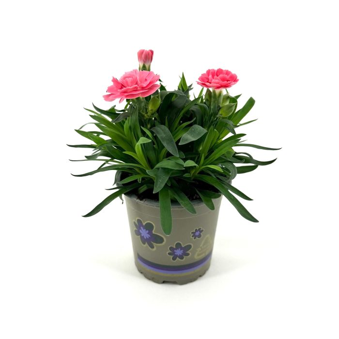 Dianthus 'Oscar' Pink, D 11