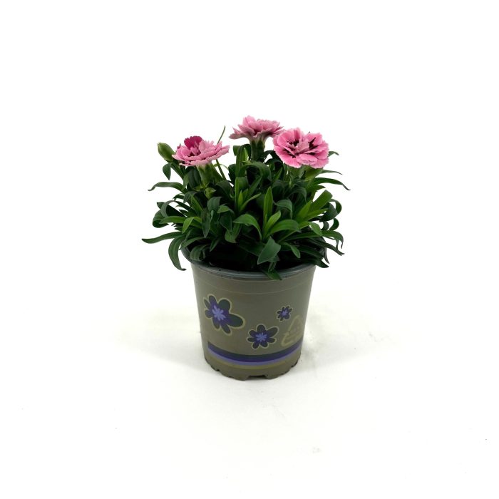 Dianthus 'Oscar' Pink and Purple, D 11