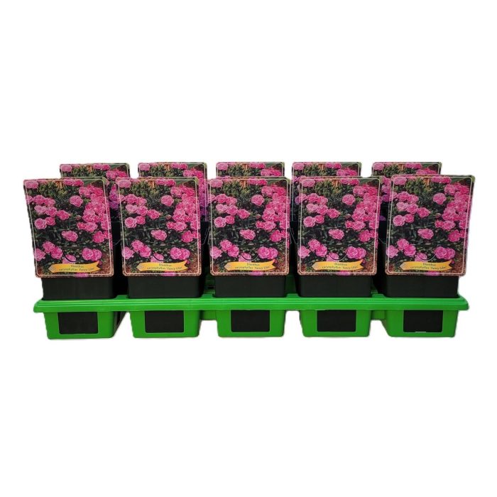 Dianthus caryophyllus 'Fancy Lilac' P11, D 11