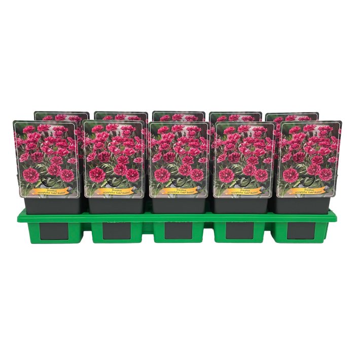 Dianthus caryophyllus Code 'Bicolour' P11, D 11