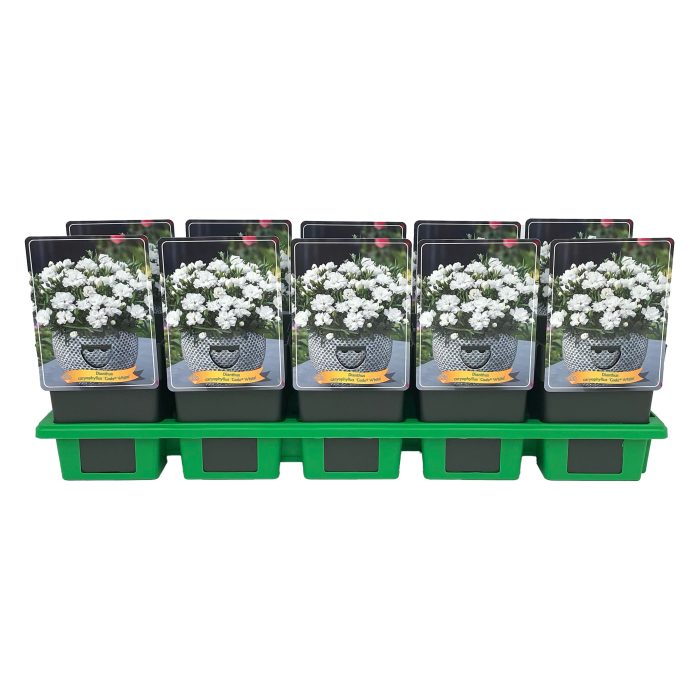 Dianthus caryophyllus Code 'White' P11, D 11