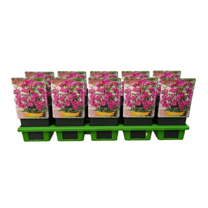 Dianthus caryophyllus Code ® 'Purple Dark Center' P11, D 11