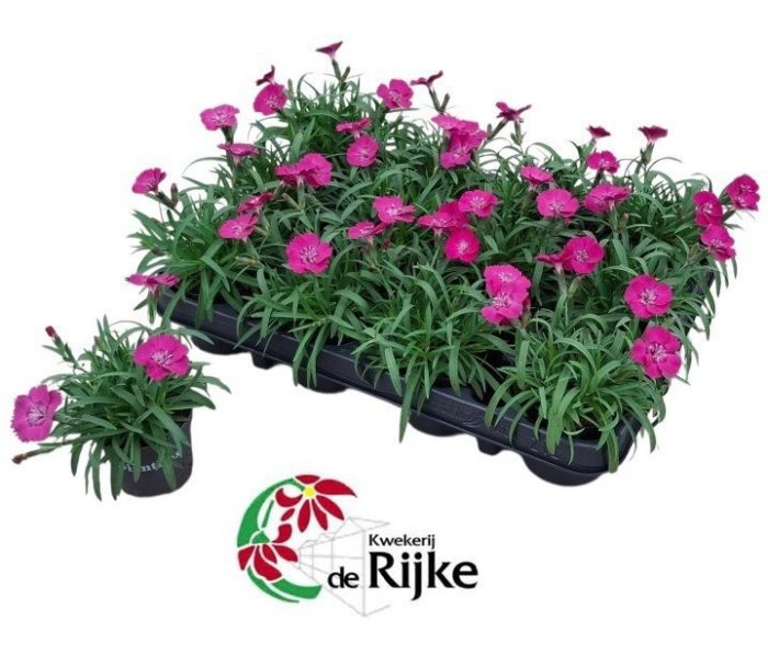 Dianthus flash Neon P7, D 7
