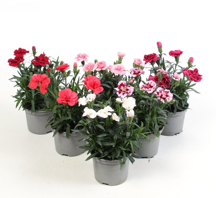 Dianthus mix per laag, D 10,5