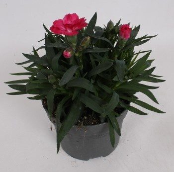 Dianthus Oscar Pink and Purple, D 10,5