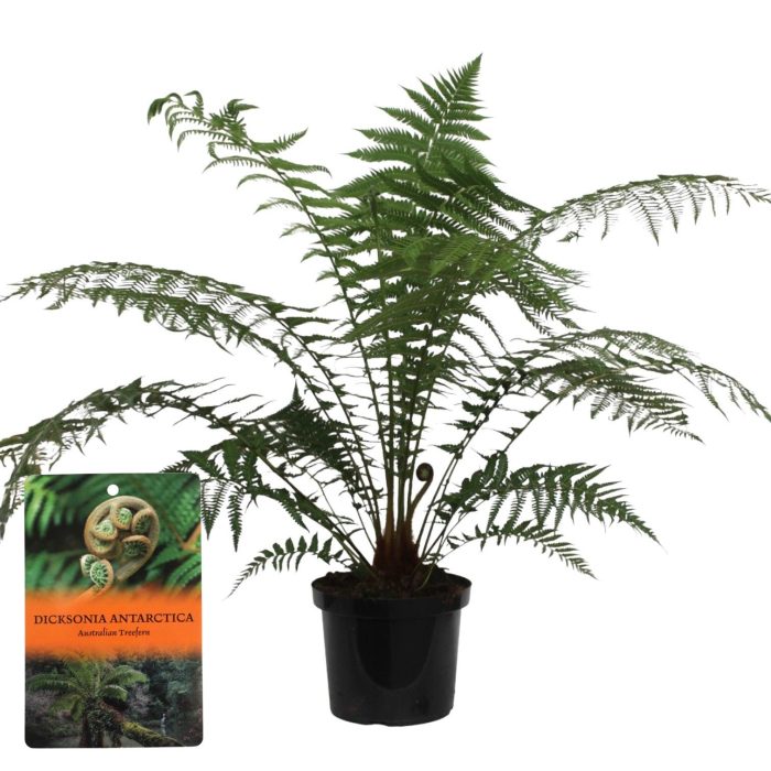 Dicksonia Antarctica (Tasmaanse Boomvaren), D 29