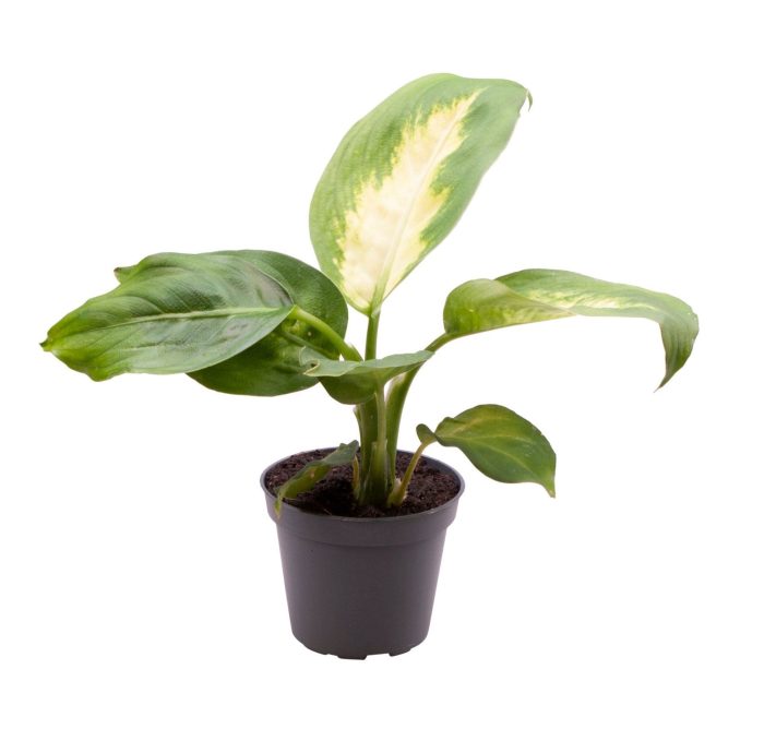 Dieffenbachia Maculata Camilla, D 6