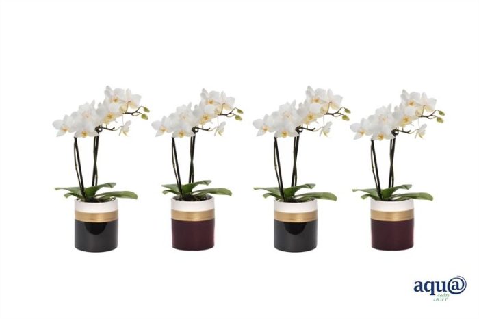 Dolomite p06 Horizon mix Phal Tiny Dolls white 2T12+ Aqu@, D 6