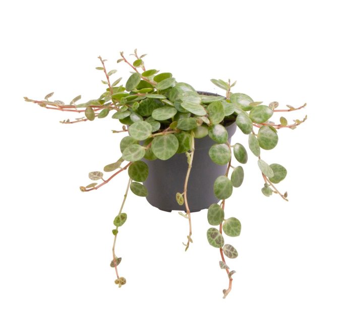 Peperomia Prostrata, D 6