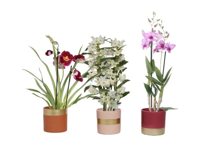 Dolomite p12 Horizon nude mix Orchideeen mix 2T, D 12