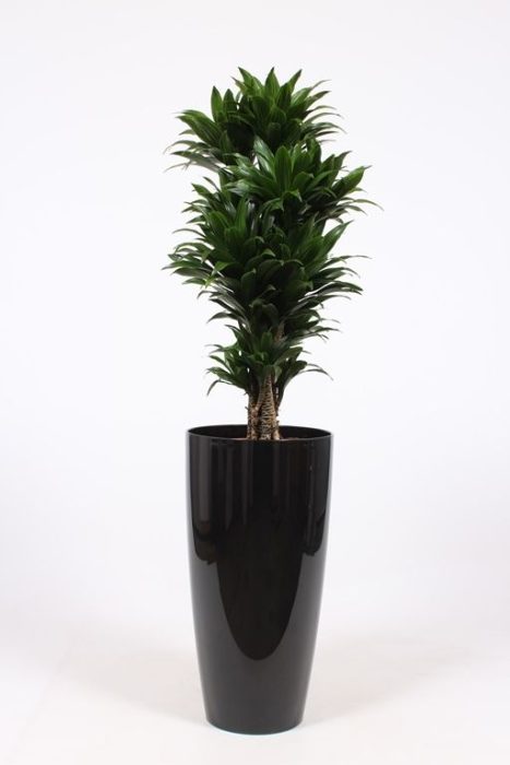 Dracaena Compacta in Santorini pot "antraciet", D 33