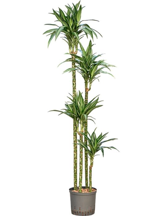 Dracaena fragrans 'Ulises', D 22