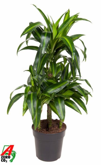 Dracaena Hawaiian 45-carrousel, D 21