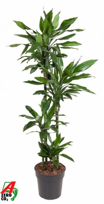 Dracaena Janet Lind 90-60-30-15, D 27