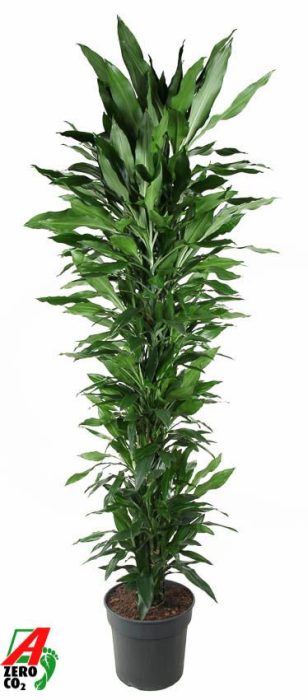 Dracaena Janet Lind vertakt P40, D 40