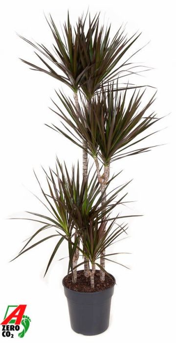 Dracaena Magenta 90-60-30-15, D 27