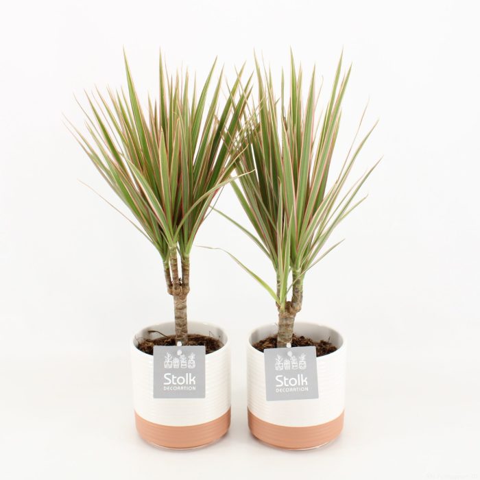 Dracaena Marginata Bicolor in Milou keramiek, D 13