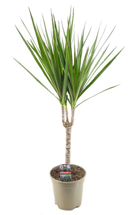 Dracaena marginata Green solo, D 17