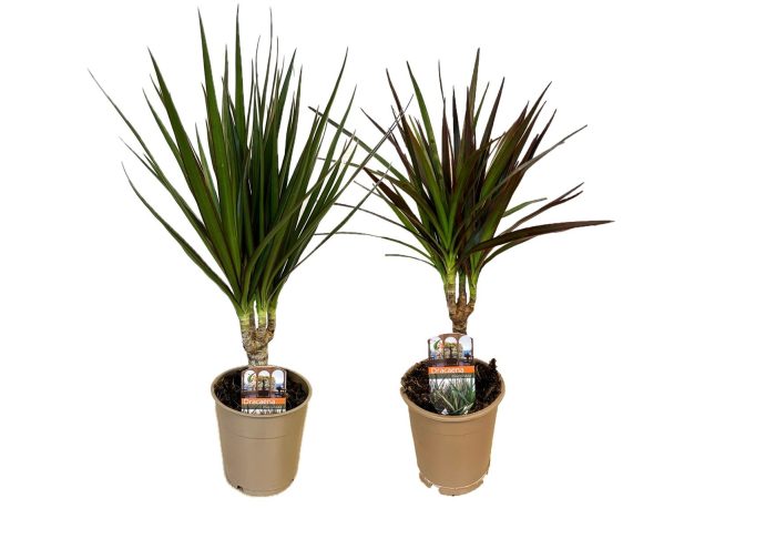 Dracaena marginata mix, D 12