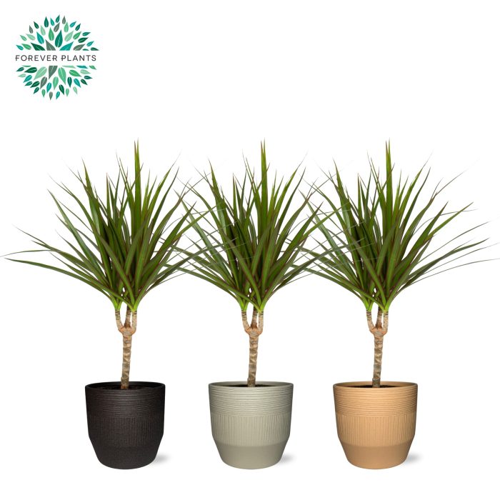 Dracaena Marginata p14 in TIRZA Keramiek, D 14