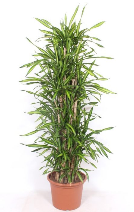 Dracaena Riki, D 40
