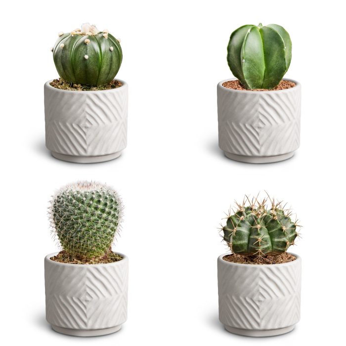 Dune Sand, Cactus Collection, D 7