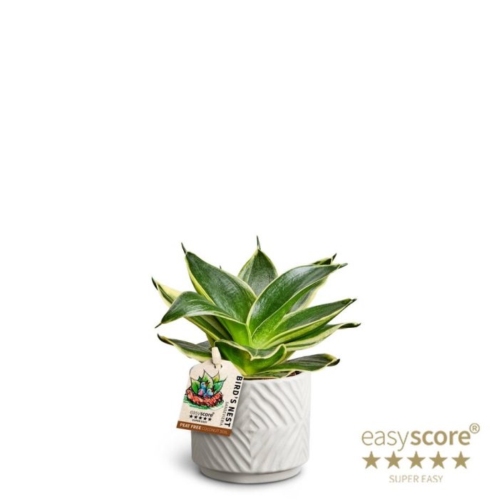 Dune Sand, Sansevieria 'Hahnii Pagoda', D 7