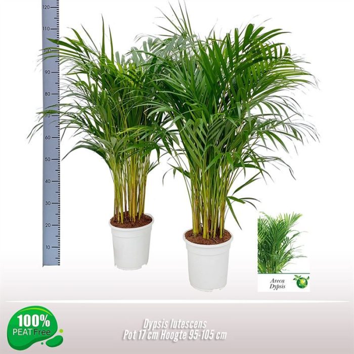 Dypsis lutescens, D 17