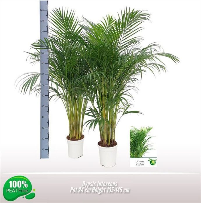 Dypsis lutescens, D 24