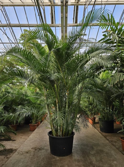 Dypsis lutescens (Areca), D 85
