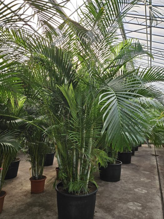 Dypsis lutescens (Areca), D 85