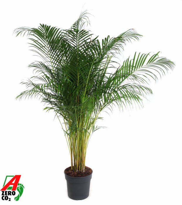 Dypsis Lutescens(Areca) P34, D 34