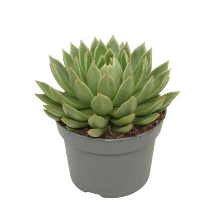 Echeveria agavoides 13 cm, D 13