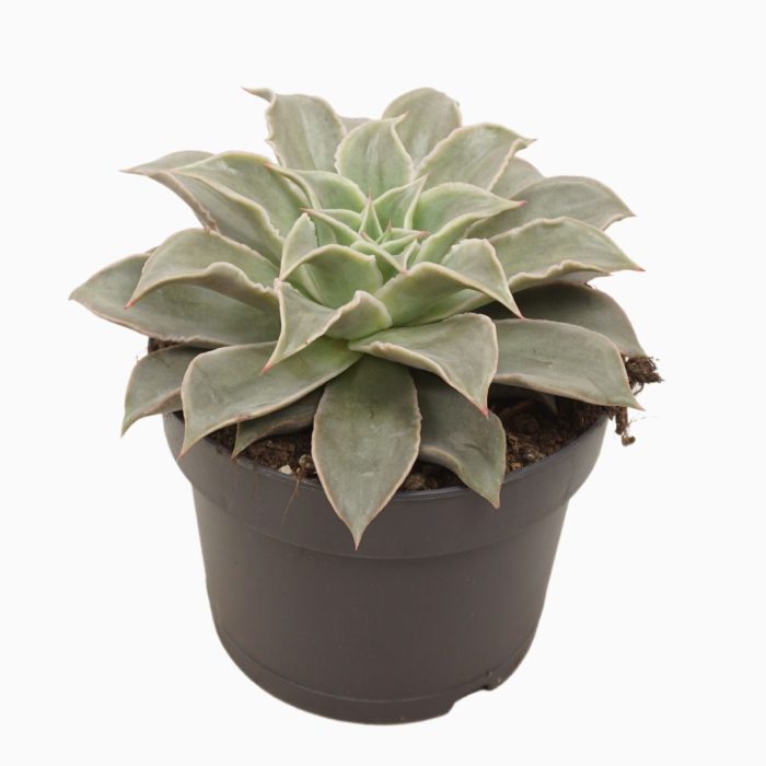 Echeveria maradiba 17cm, D 17