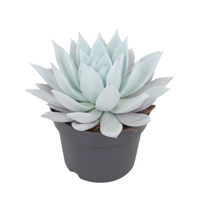 Echeveria mexican giant 17 cm, D 17