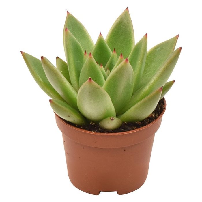 Echeveria Miranda, D 6