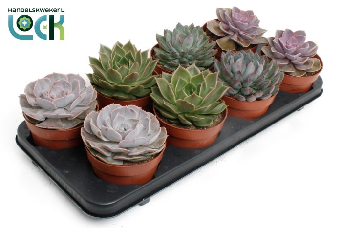 Echeveria Mix, D 12