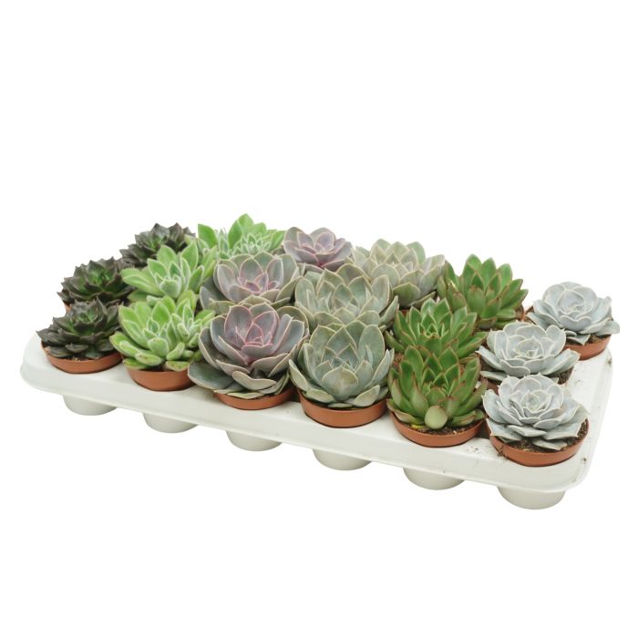Echeveria mix 8,5 cm, D 8,5