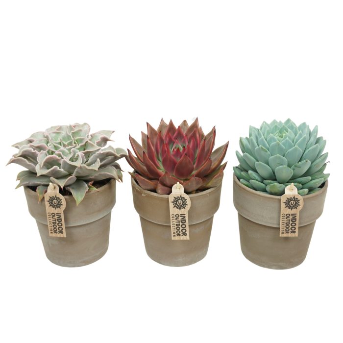 Echeveria mix in 15 cm 'Grijze Kraagpot', D 13