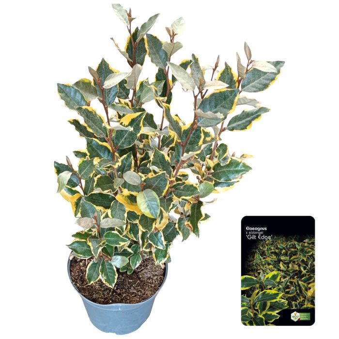 Elaeagnus ebb. 'Gilt Edge' C5, D 23