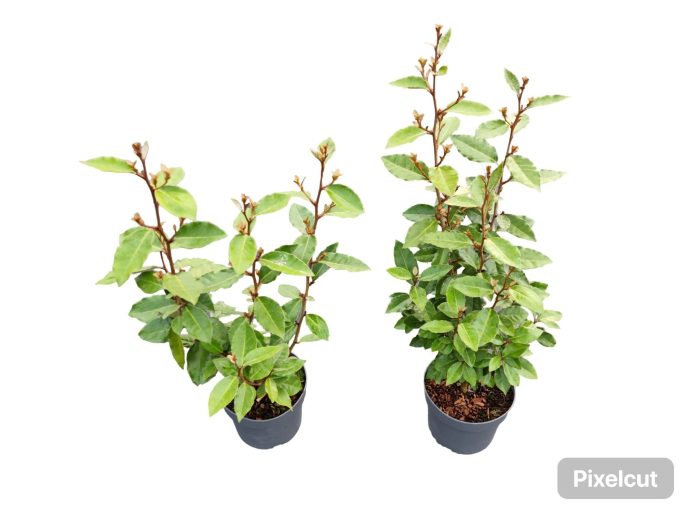 Elaeagnus ebb. Compacta p17, D 17