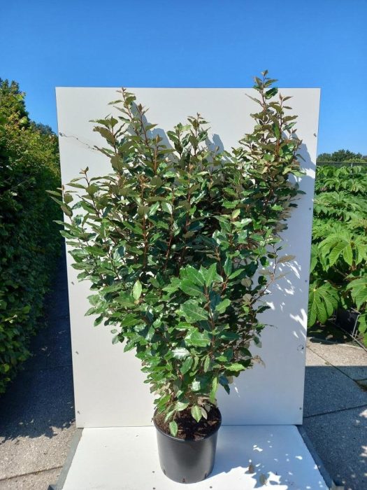 Elaeagnus ebbingei, D 40
