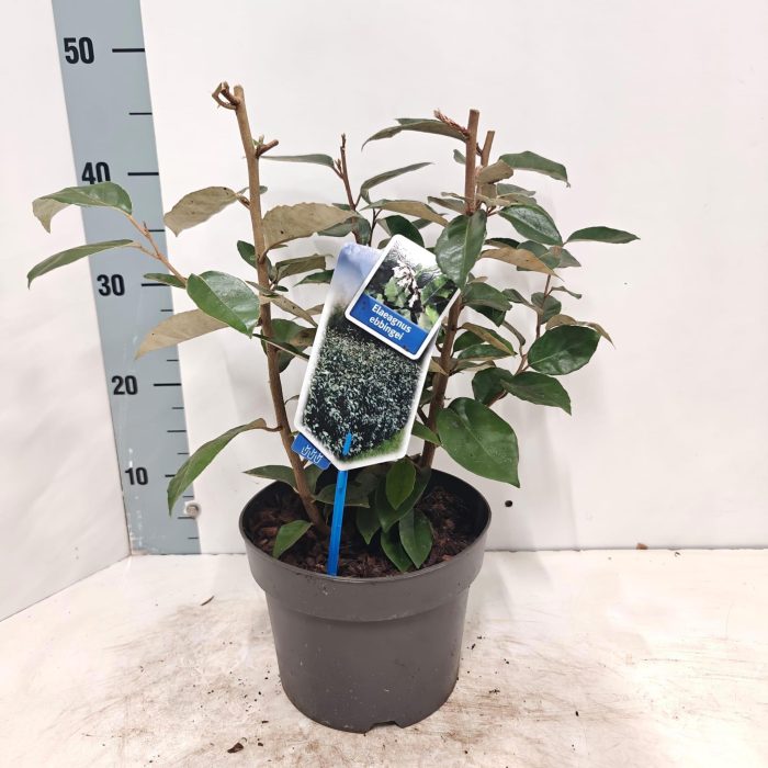 Elaeagnus ebbingei, D 19