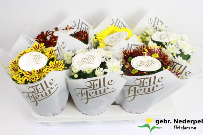Elle Fleur Mix Gold, D 14