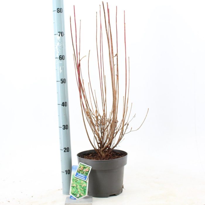 Enkianthus campanulatus, D 23