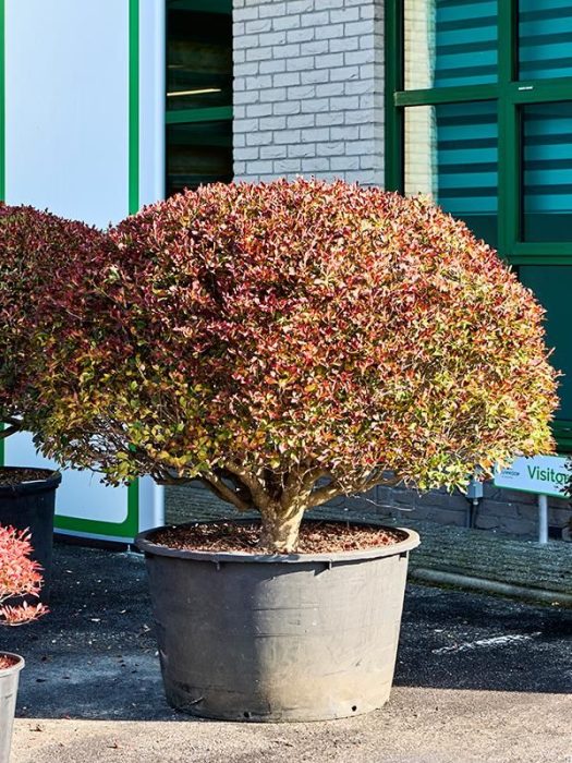 Enkianthus perulatus, D 88