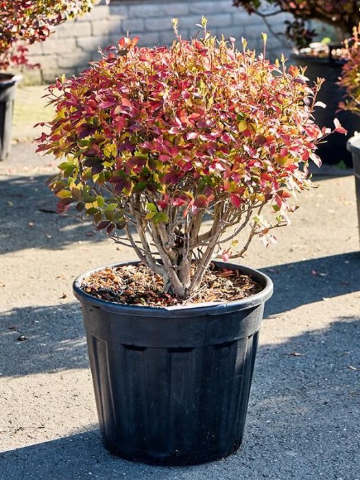 Enkianthus perulatus, D 45