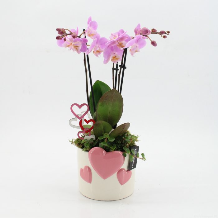 ENMD-2628 English Mother's day, D 14