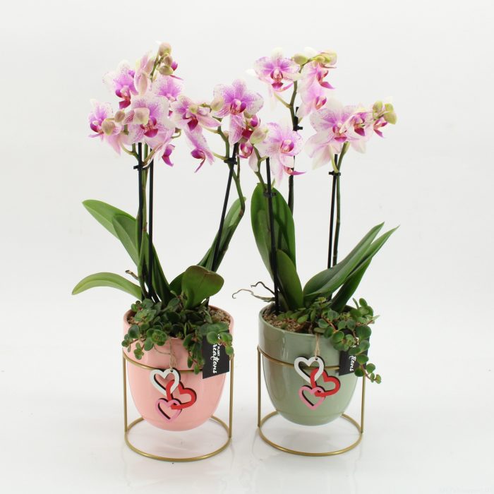 ENMD-2630M English Mother's day, D 13
